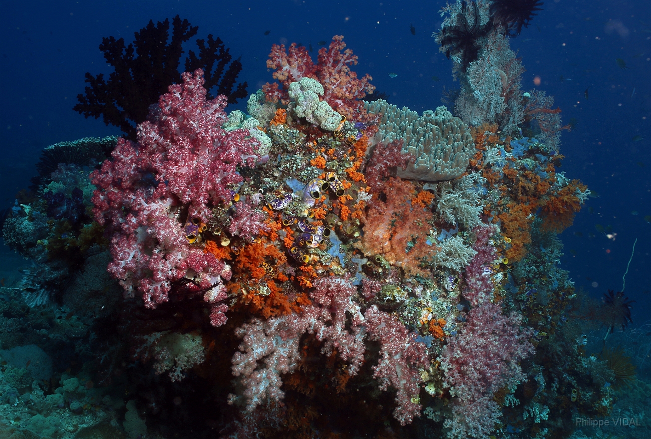 Raja Ampat 2016 - Corail - IMG_4400_rc.jpg